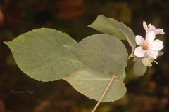 Petalidium barlerioides